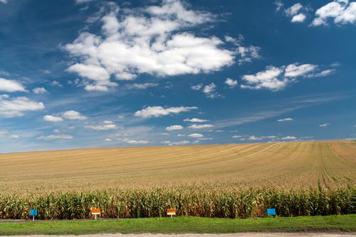 maize fields