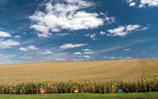 maize fields