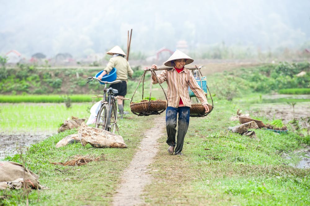 viet nam rice farm