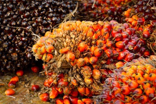 palm oil cpo subsidy