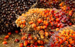palm oil cpo subsidy