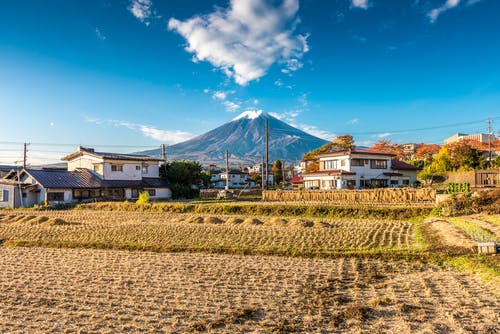 japan rice field mt fuji