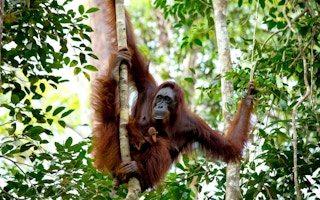 borneo orang utan
