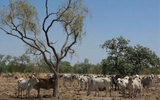 aussie cattle heat