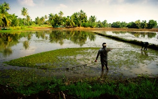 rice cultivation kerala