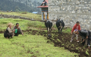 Family farming potatoes in Nepal