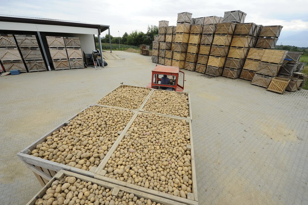 potatoes harvest