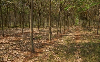 rubber trees cambodia