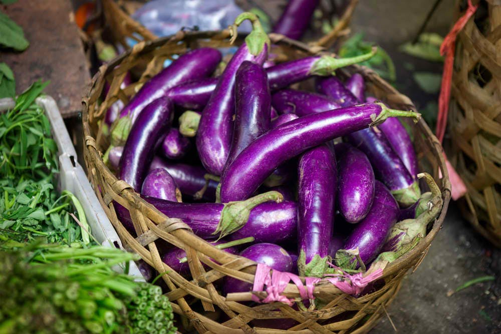eggplant gm crops
