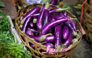 eggplant gm crops