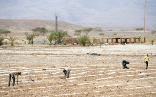 morocco irrigated field