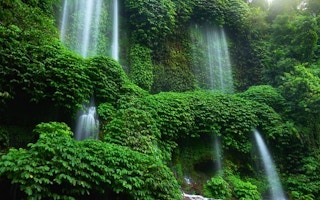 rainforest indo