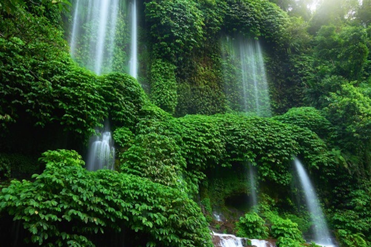 rainforest indo