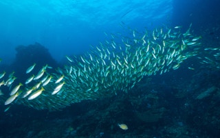 fish stocks tropics