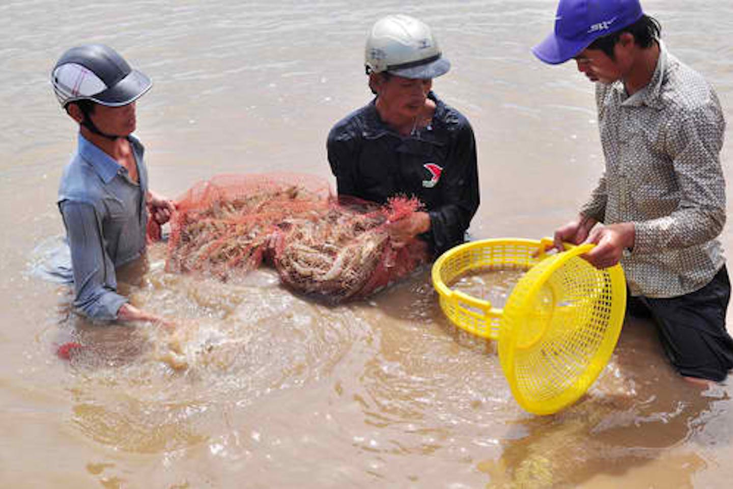 shrimp farming vietnam