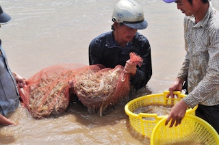 81,000 hectares of shrimp breeding ponds damaged, News, Eco-Business