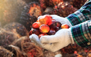 palm oil technology