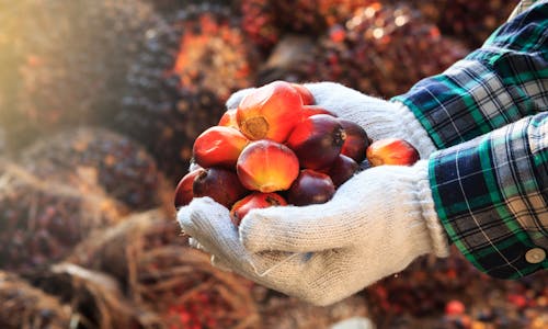 Expansion of oil palm plantations into forests appears to be changing local diets in Indonesia
