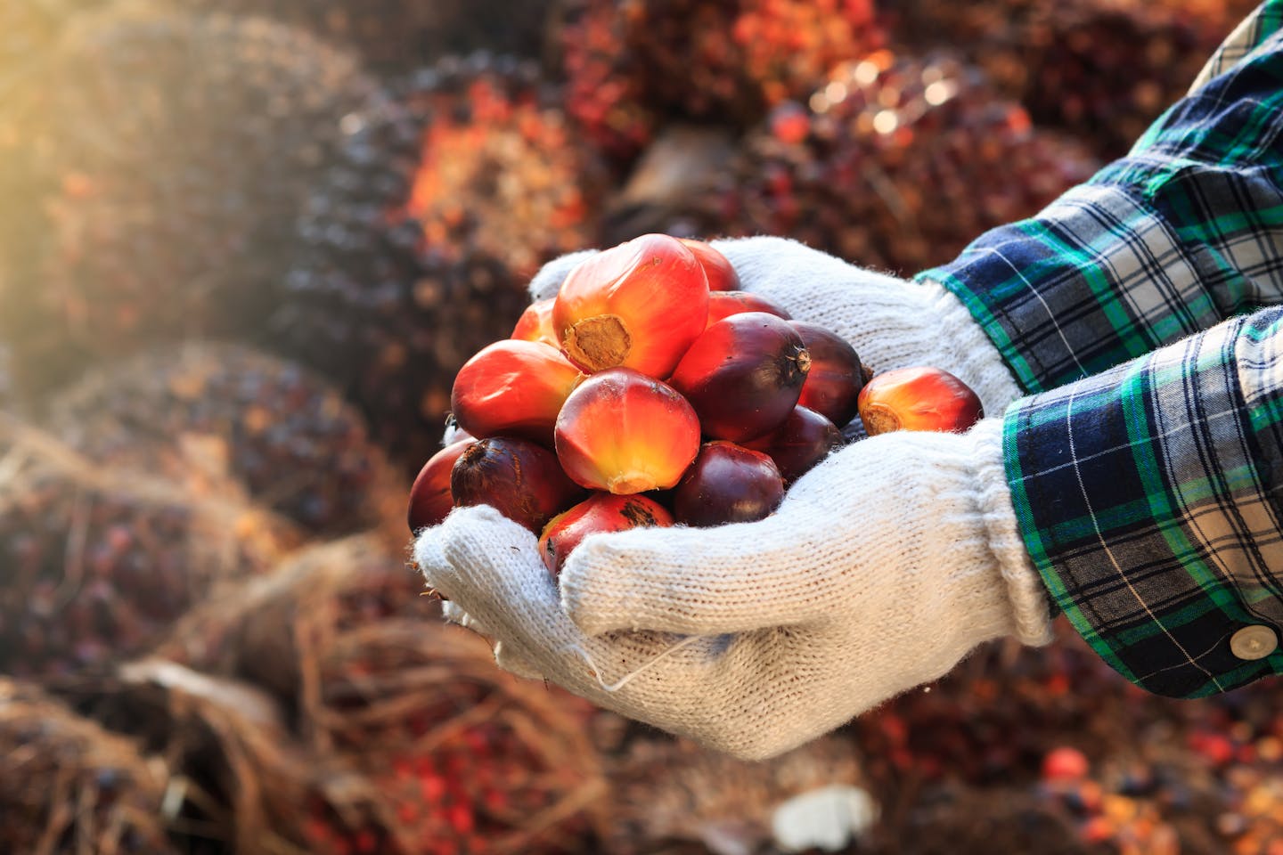 palm oil technology