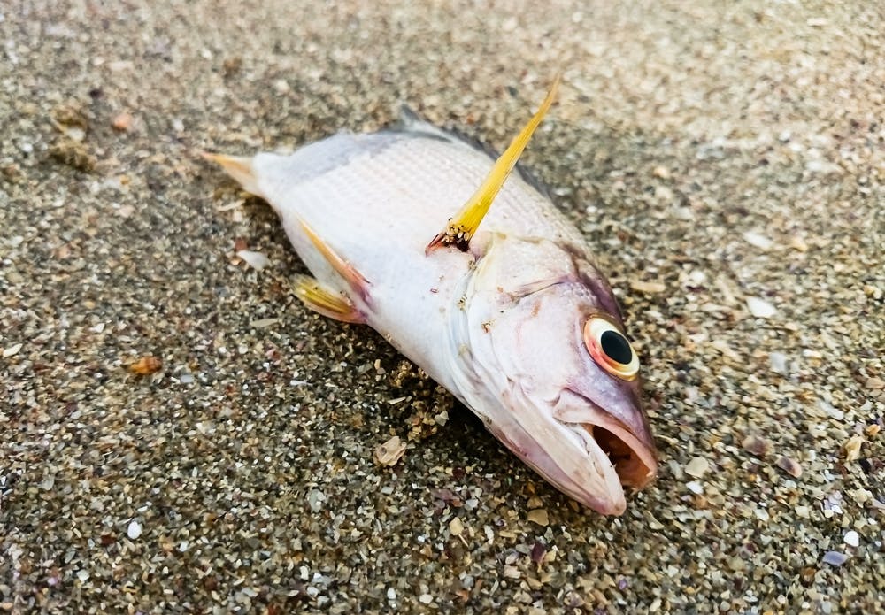 dead fish