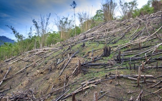 palm oil deforestation borneo