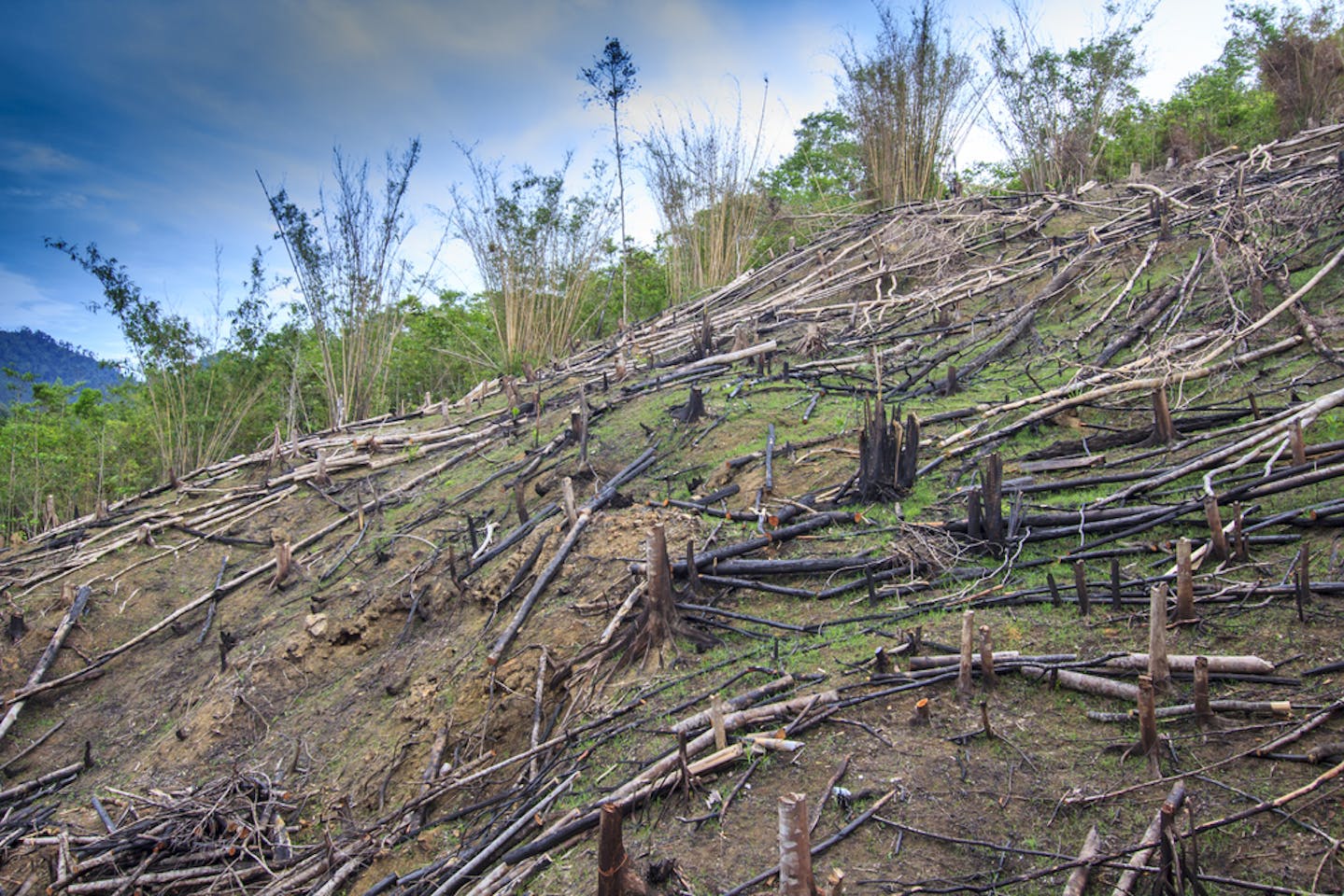 Forest recognition for Papua tribe raises hopes for climate, Environment  News