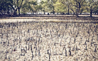 mangrove swamp thailand