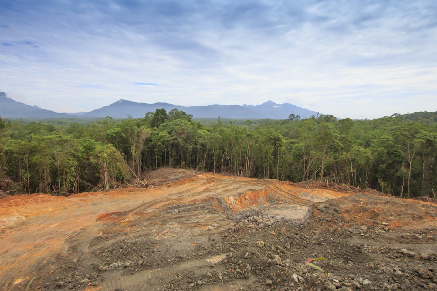 borneo deforestation 2