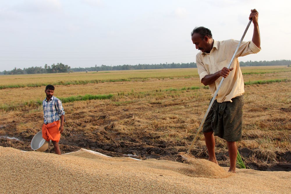 rice harvest allepey