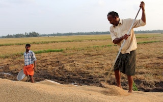rice harvest allepey