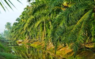 palm oil plantation sbh my