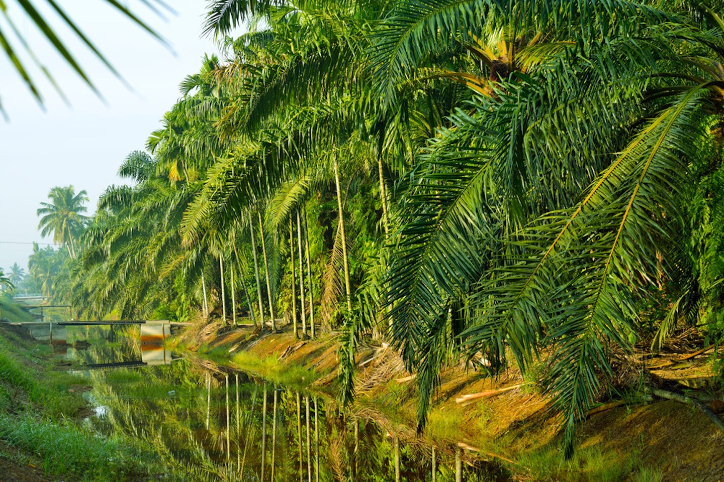 palm oil plantation sbh my