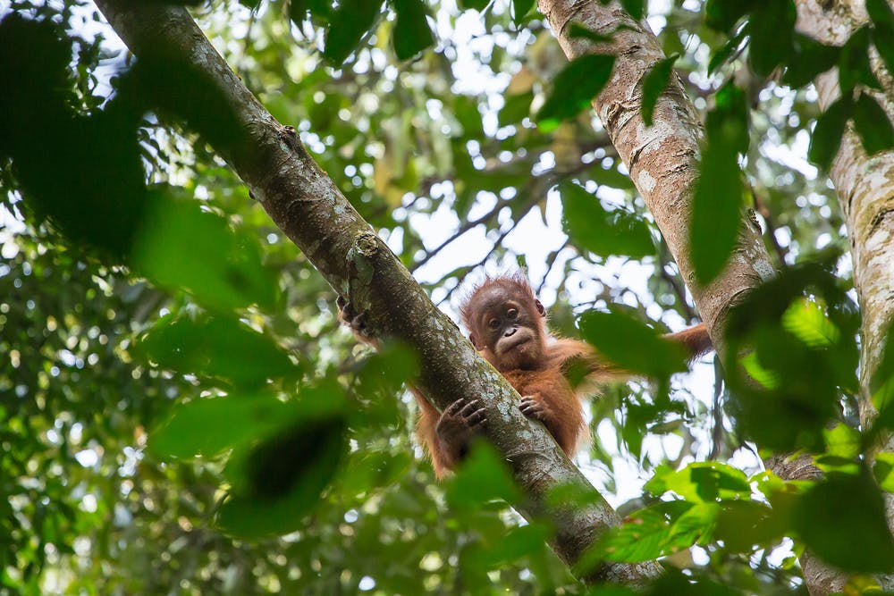 baby orangutan gunung leuser