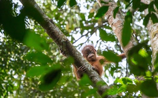 baby orangutan gunung leuser