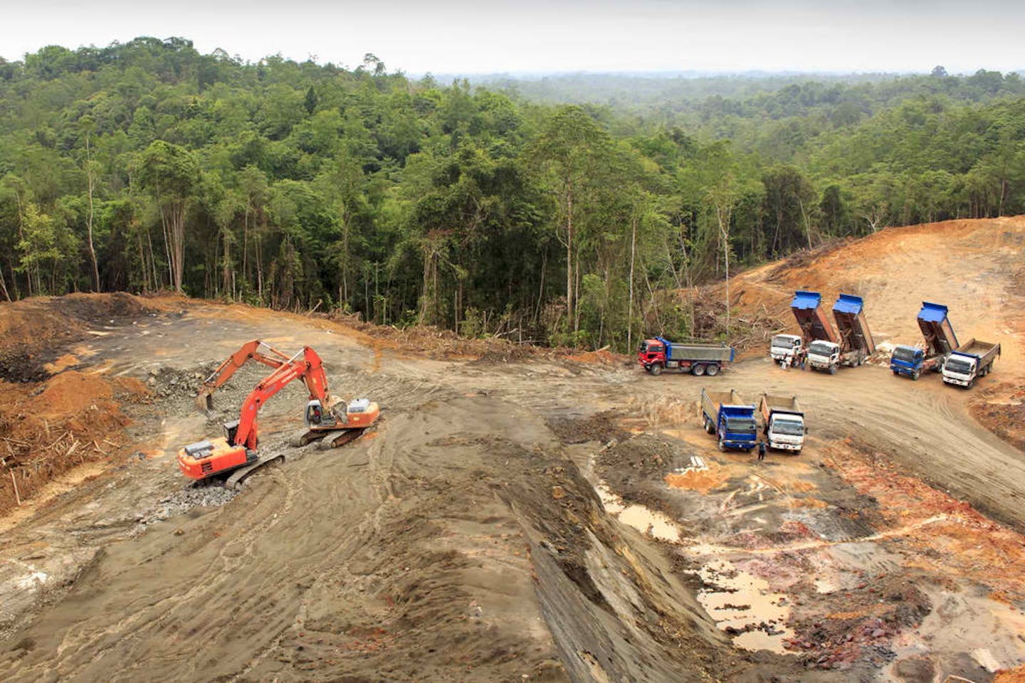 deforestation asia