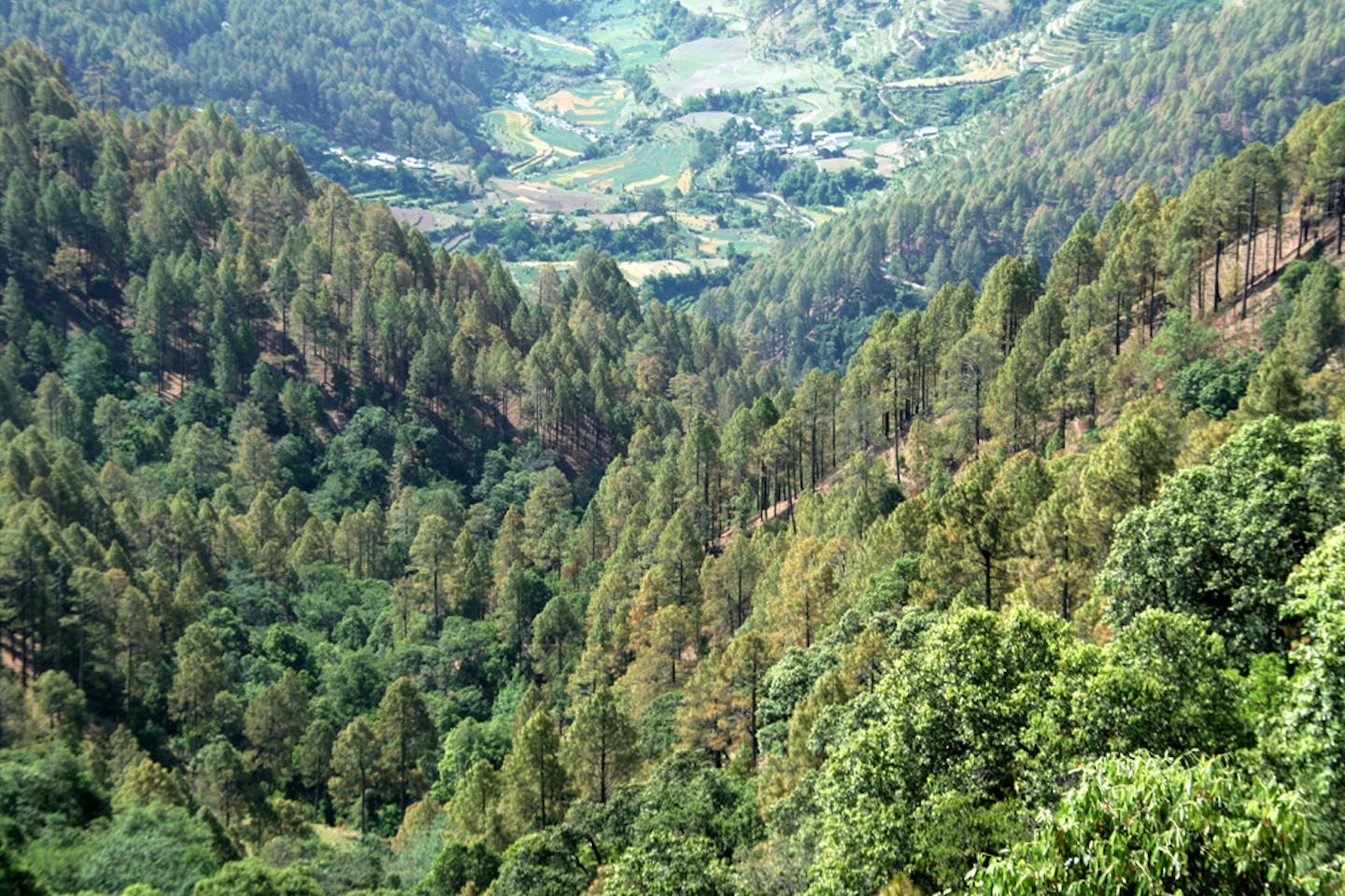 uttarakhand india forest
