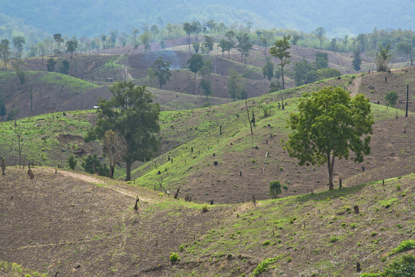 deforested tak province th