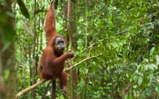 orang utan indonesia rainforest swinging