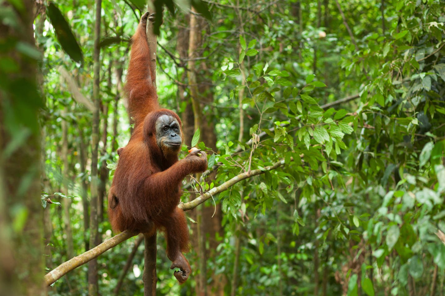 orang utan indonesia rainforest swinging