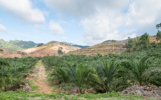 palm oil plantation deforest