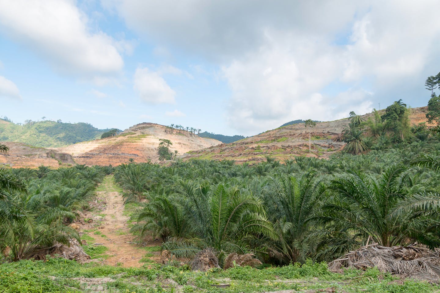 palm oil plantation deforest