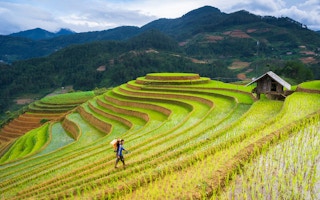 vietnam farmers fields