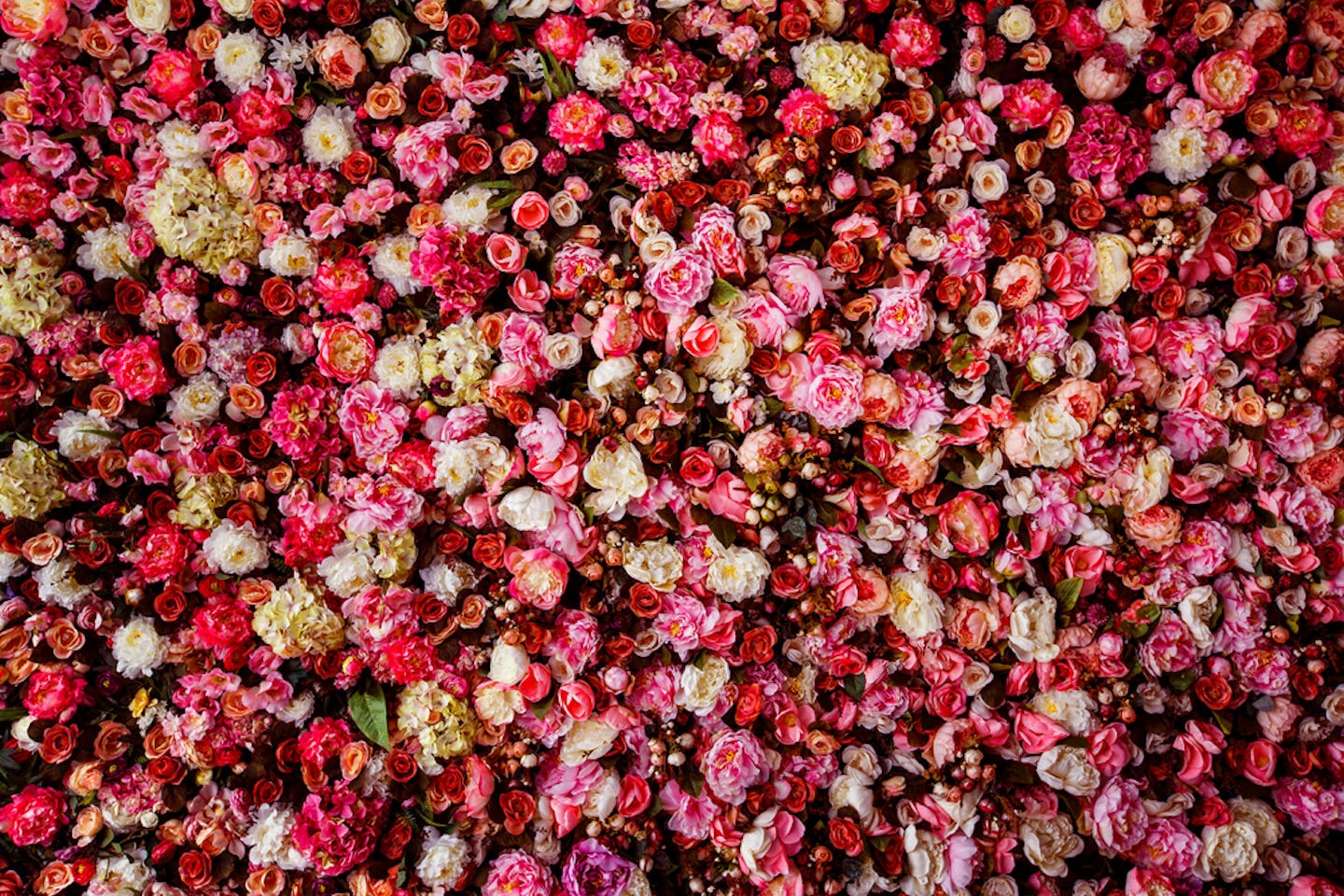 For valentine's day, carole chege went out and handed out red roses to What are the environmental costs of Valentine’s Day flowers? | Opinion