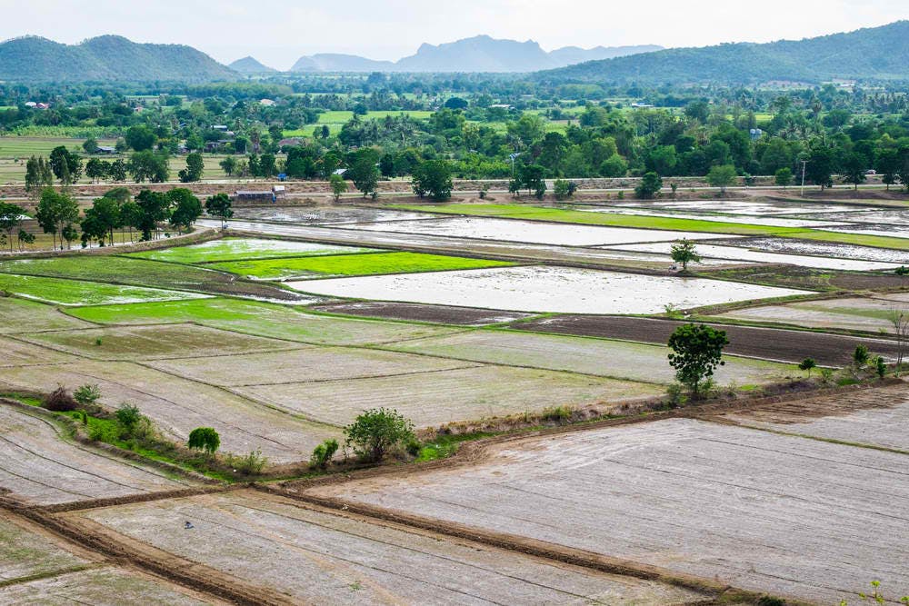 thai ricefield