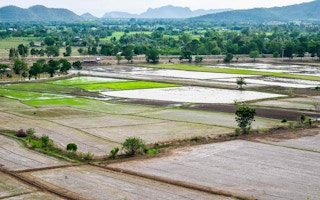 thai ricefield