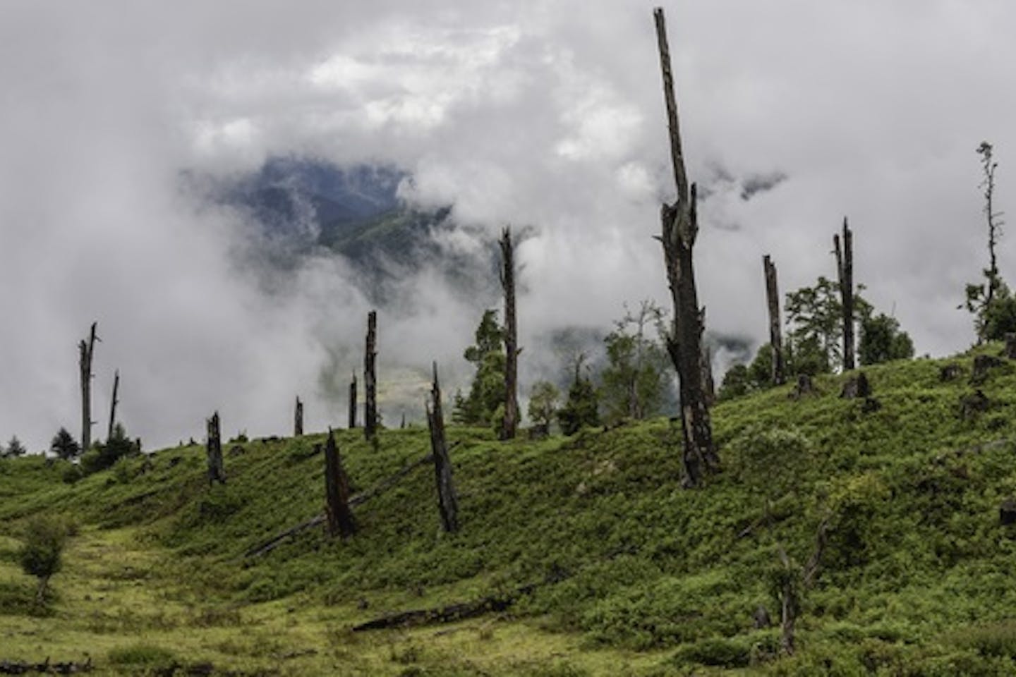 deforestation arunachal