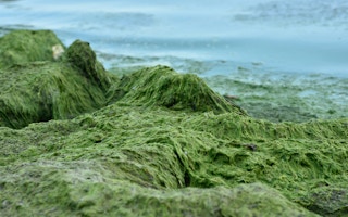 algae green energy