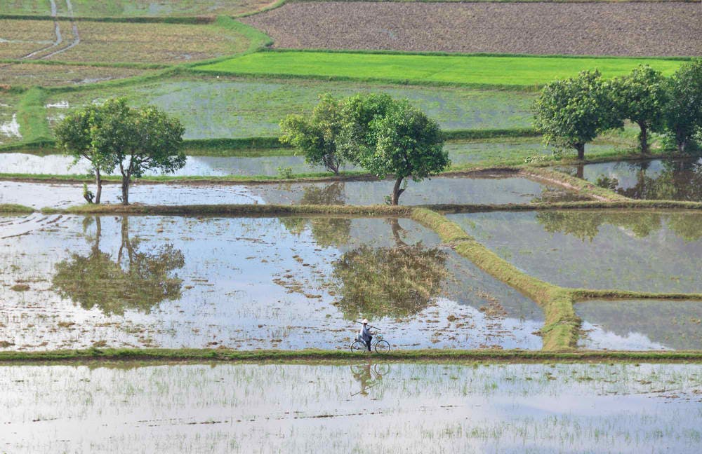 ricefield an giang vietnam