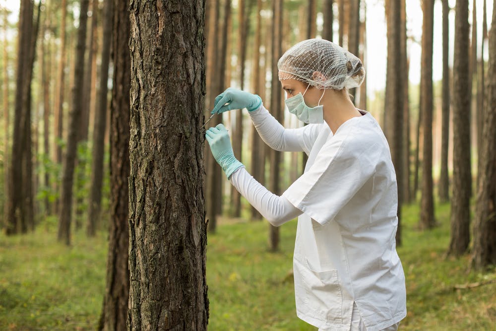 forest researcher