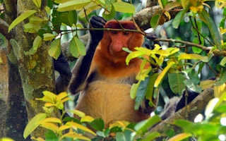 proboscis monkey malaysia